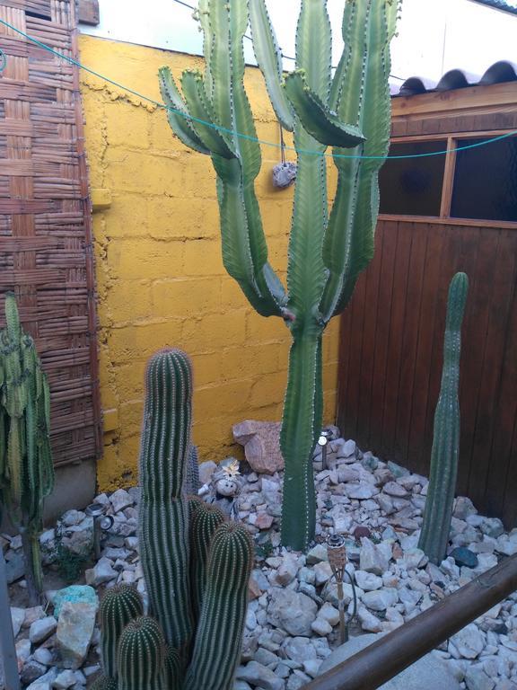 Hostal Cactus Copiapó Exteriér fotografie